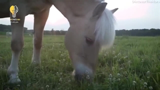 اسب ها عجیب تر از چیزی هستن که فکر میکنید