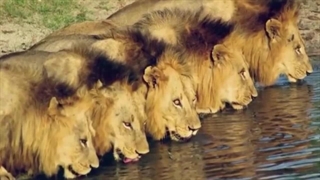 داستان پرحادثه اتحاد برادران ماتیمبا | شیرهای Matimba