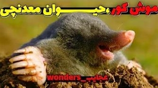 موش کور، حیوانی معدنچی در طبیعت!