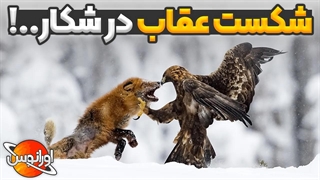 شکار هایی که عقاب در آنها شکست خورد!