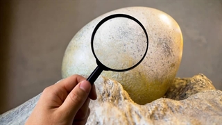 راز سر به مهر تکامل