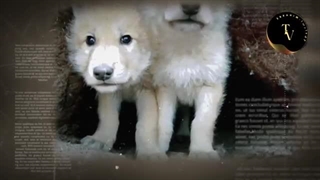 چند گرگ وحشی یک نفر را محاصره کردند، اما ناگهان اتفاق عجیبی رخ داد که باورش سخته!