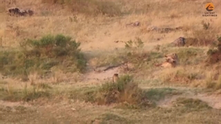 ایمپالا با پلنگ، کروکودیل و کفتار مبارزه می کند