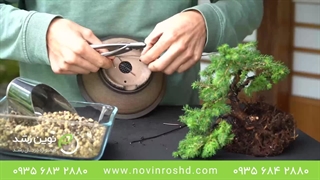 ساخت بنسای کاج زیبا در دو دقیقه! | بهترین کود سه بیست!