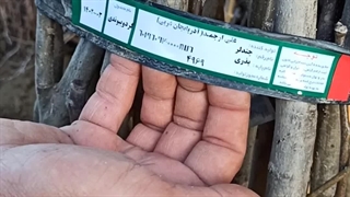 فروش عمده نهال گردو چندلر پیوندی دوساله 09144811631
