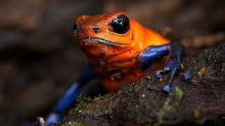 عجایب هفتگانه صوتی دنیا - موسیقی قورباغه ها در پاناما