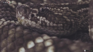 اگر همه مارها را بکشیم چه می شود ؟