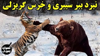 نبرد خونین ببر سیبری و خرس گریزلی