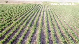 بزرگ‌ترین مزرعه علف لیمو در ایران