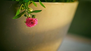 که روزی - شعر از آرمان پرناک