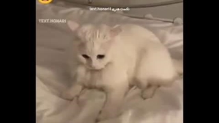 بدبختی یعنی کل اصفهان فردا تعطیله ولی تو باید بری مدرسه چون مدیر گفته ترافیک برای همه هست:)