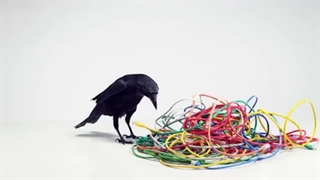 هوش باورنکردنی حیوانات