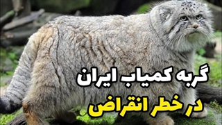 گربه کمیاب ایران در خطر انقراض| گربه پالاس| گربه سانان | گربه وحشی|خبر گربه پالاس