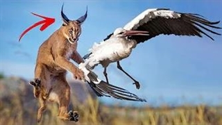 سیاهگوش | شگفتی‌های حیات وحش