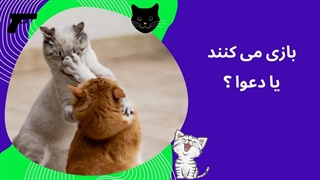تفاوت بازی و دعوای گربه ها - چرا گربه ها دعوا می کنند ؟