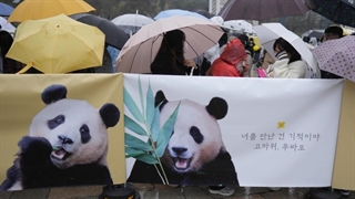 بدرقه پاندای محبوب با چشمانی اشک بار در کره