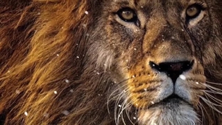 شیرنرآفریقایی: زندگی سریع، خشن و کوتاه‌مدت شیرنرآفریقایی