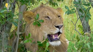 مرگبارترین شکارچیان حیات وحش: بهترین شکارچی حیات وحش را بشناسید