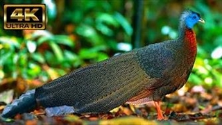 پرندگان جنگل های بارانی