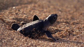 نبرد لاک پشت سبز برای بقا