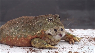 شکار همستر توسط Bullfrog قورباغه گاوی