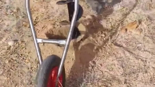 چاله کن فرغونی