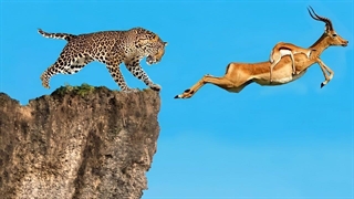 8 تا از چشمگیرترین فرار حیوانات در جهان!