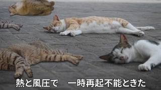 حمله به تایتان گربه ای _ قسمت 6