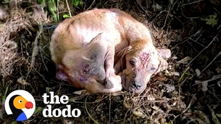 نجات سگ رها شده در طبیعت