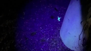 بدون این چراغ‌قوه نباید بری کمپینگ!