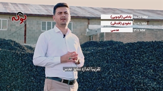 پوکه چه سایز هایی داره؟ -09187719617