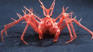 ۱۰ روش تولید مثل باور نکردنی حیوانات دنیا