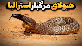 چرا سم این مار کشنده ترین زهر جهان است؟ سمی ترین مار دنیا