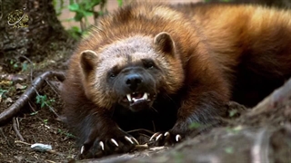 ولورین یا دله، وحشی ترین و نترس ترین حیوان زمین