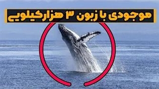 10 فکت از بزرگترین حیوان تمام دورانه!