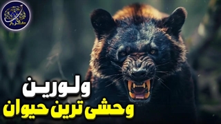 ولورین یا دله، وحشی ترین و نترس ترین حیوان زمین