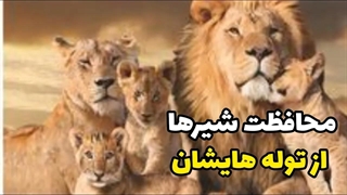 محافظت شیر ها ازتوله هایشان