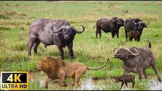 مستند حیوانات آفریقایی | پارک ملی کلیمانجارو