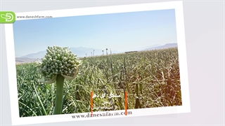 مشکلات راه حل ها (مزرعه پیاز)