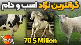 گران ترین و خاص ترین نژاد های اسب و دام در دنیا