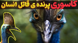 کاسوری خطرناک ترین پرنده جهان