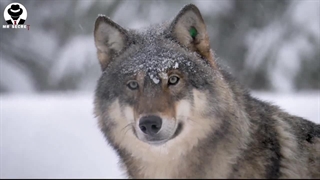 گرگ ها که دشمن تاریخی انسانها بودند چگونه به سگ ها که بهترین دوست انسانها هستند تبدیل شدند ؟