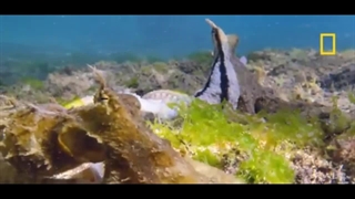 جفت گیری عجیب اختاپوس ها که برای اولین بار فیلمبرداری شده است