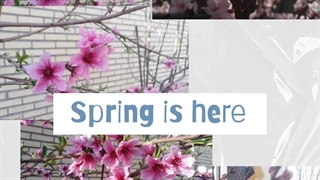 شکوفه های بهاری در کارخانه تیداپارس