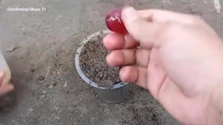 چینی ها چگونه حبه انگور را به درخت انگور تبدیل می کنند؟+(فیلم)