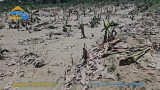 خسارت 716 میلیارد تومانی سیلاب به کشاورزی زرآباد