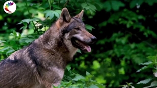 رازهایی از درنده ترین حیوان جهان که نمیدانستید