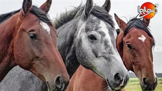 گران ترین و خاص ترین نژاد های اسب و دام در دنیا