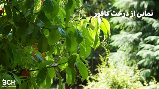 درخت کافور