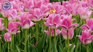 افرادی که نایاب ترین چیز های رو پیدا کردن و زندگیشون عوض شده